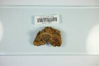 Trametes hirsuta image
