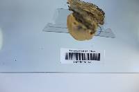 Trametes hirsuta image