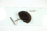 Hexagonia hydnoides image