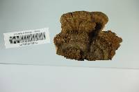 Elfvingia reniformis image