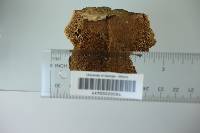 Trametes hirsuta image