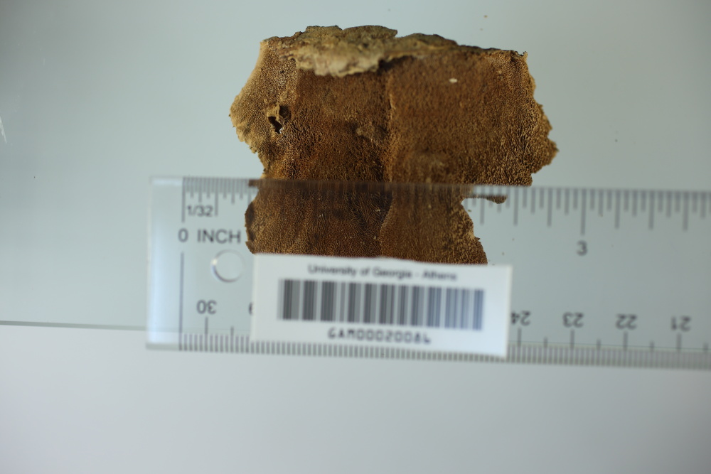 Elfvingia reniformis image