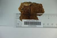 Elfvingia reniformis image