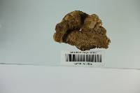 Trametes hirsuta image