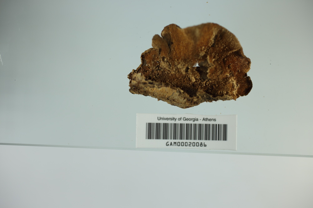 Elfvingia reniformis image