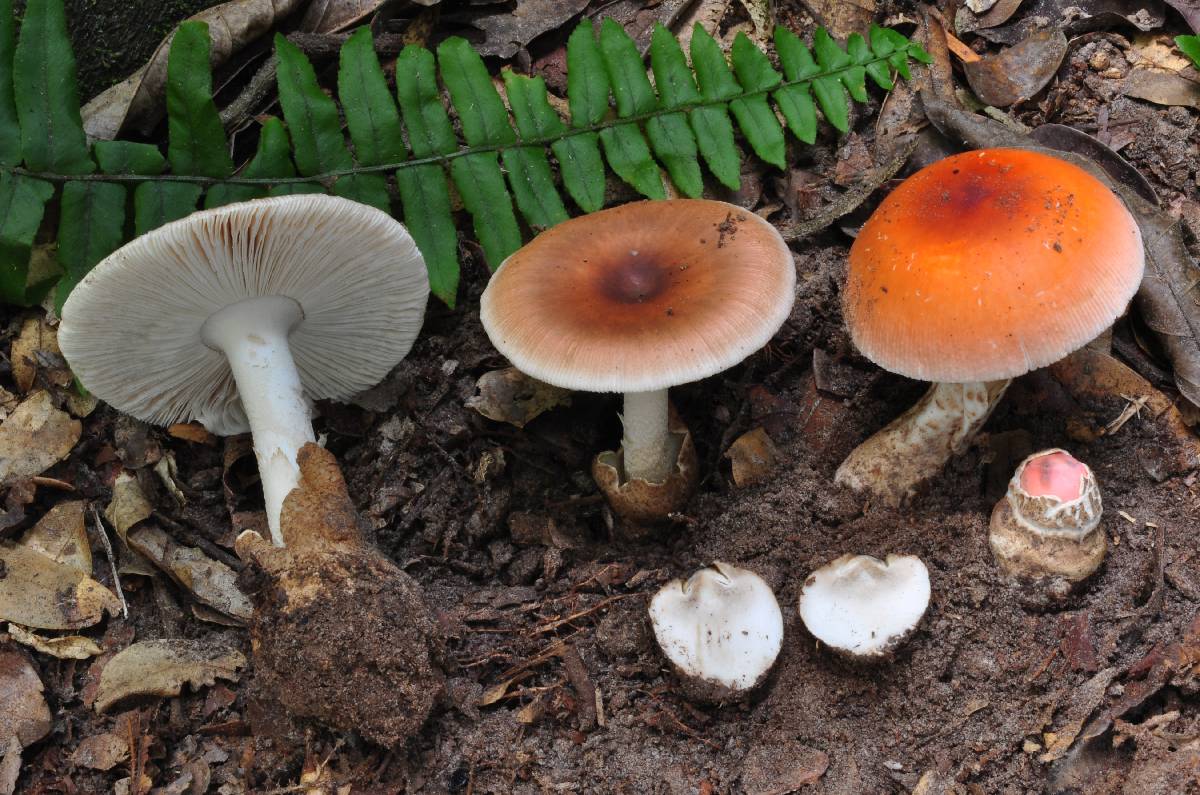 Amanita robusta image