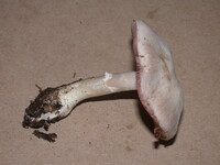 Agaricus porphyrocephalus image