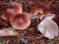 Collybiopsis luxurians image