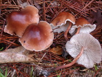 Collybiopsis luxurians image