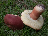 Boletus pseudopinophilus image