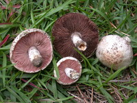 Agaricus porphyrocephalus image
