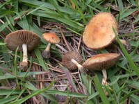 Deconica castanella image
