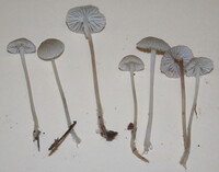 Mycena subfusca image
