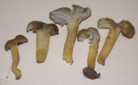 Hygrocybe caespitosa image