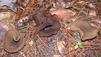 Phylloscypha phyllogena image