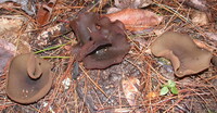 Phylloscypha phyllogena image