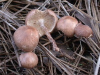 Collybiopsis subnuda image