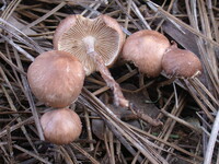 Collybiopsis subnuda image