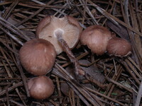 Collybiopsis subnuda image