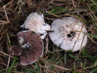 Agaricus porphyrocephalus image