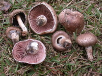 Agaricus porphyrocephalus image