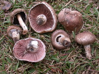 Agaricus porphyrocephalus image