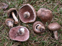 Agaricus porphyrocephalus image