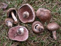 Agaricus porphyrocephalus image