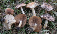 Hebeloma sordidulum image