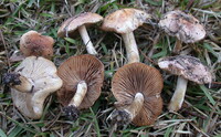 Hebeloma sordidulum image