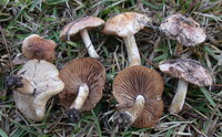 Hebeloma sordidulum image