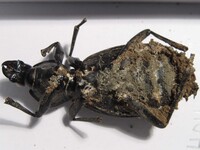 Metarhizium anisopliae image