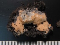 Pyronema domesticum image