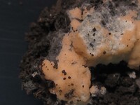 Pyronema domesticum image