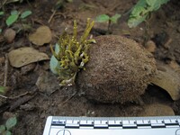 Sarophorum palmicola image