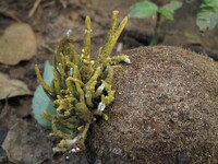 Sarophorum palmicola image