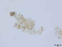 Sarophorum palmicola image
