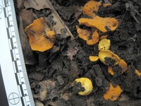 Acervus epispartius image