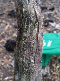 Trypethelium tropicum image
