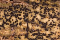 Trypethelium tropicum image