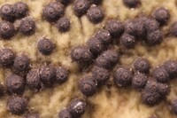 Trypethelium tropicum image
