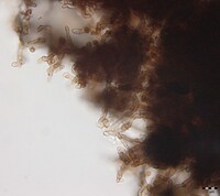 Image of Hermatomyces subiculosus