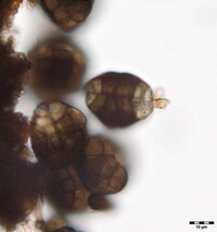 Hermatomyces subiculosus image