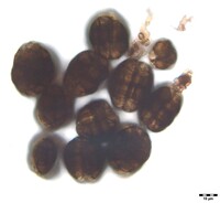 Hermatomyces subiculosus image