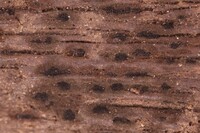 Hermatomyces subiculosus image