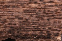 Hermatomyces subiculosus image