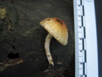 Zhuliangomyces ochraceoluteus image