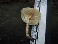 Zhuliangomyces ochraceoluteus image