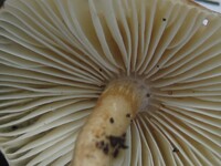 Zhuliangomyces ochraceoluteus image