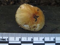 Zhuliangomyces ochraceoluteus image